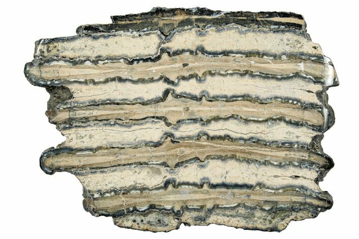 Polished Mammoth Molar Slice - South Carolina #335385